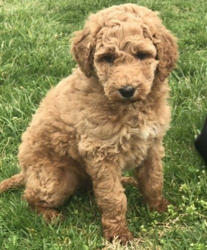 A gorgeous AKC Standard Poodle ready now