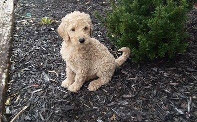 beautiful ckc registered standard poodles puppies