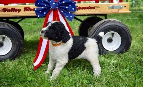 Standard Poodle Puppy for Sale