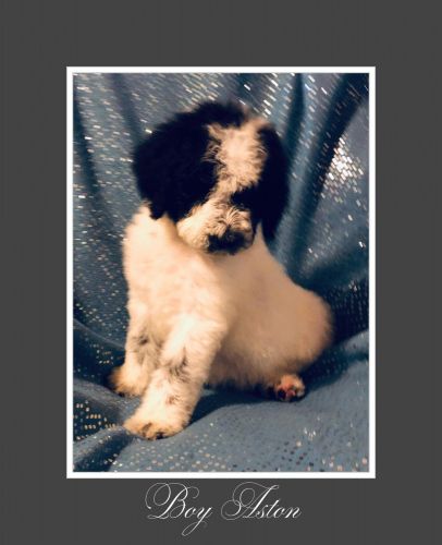 Standard Poodle Puppies