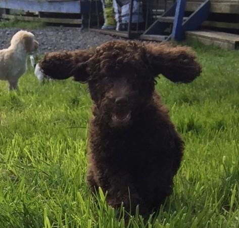 Beautiful Chocolate Brown Boys! For Sale