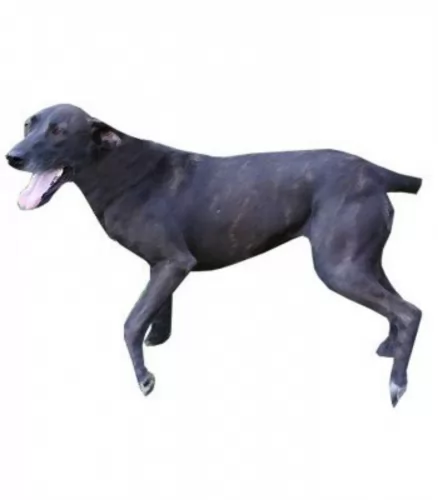 stephens stock dog - characteristics