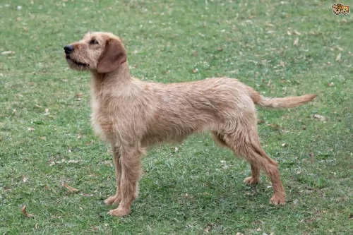 styrian coarse haired hound