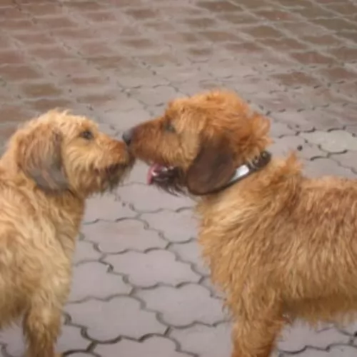 styrian coarse haired hound puppies - health problems