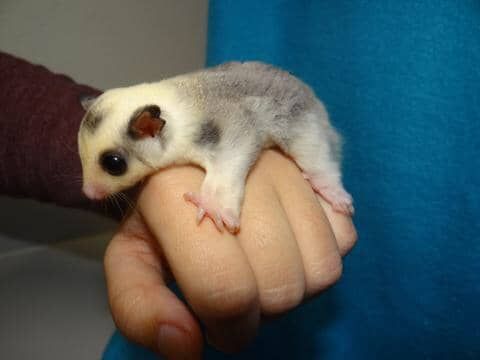 Sugar gliders for sale