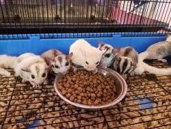 Cute Sugar Gliders
