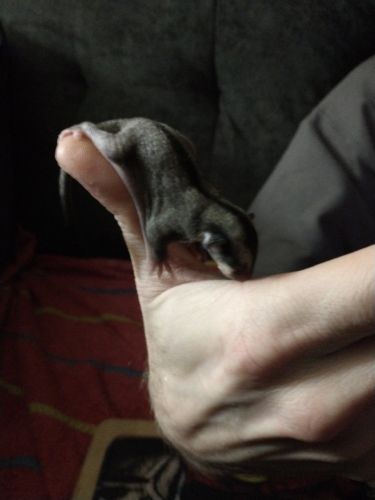 Sugar glider babies