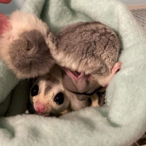 Gorgeous Sugar Glider