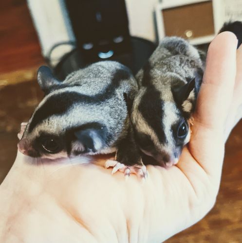 Twin Baby boy sugar gliders