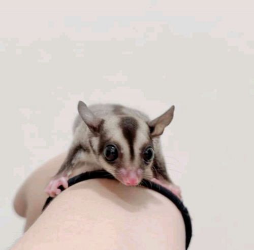 Sugar glider for sale