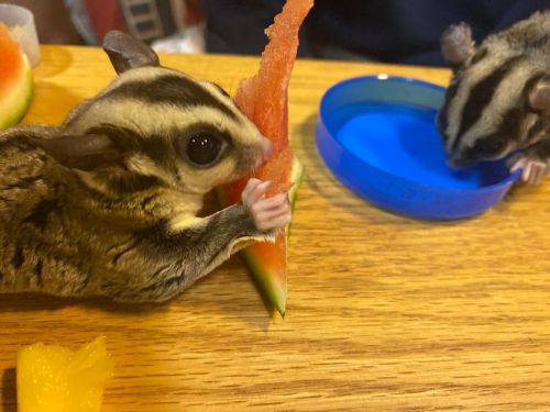 Sugar glider couple