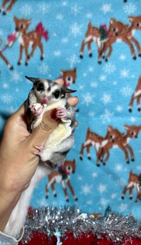 Hand Tamed Sugar Glider Joeys
