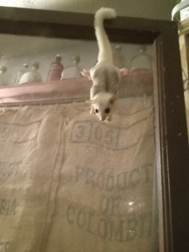 Sugar Gliders For Sale