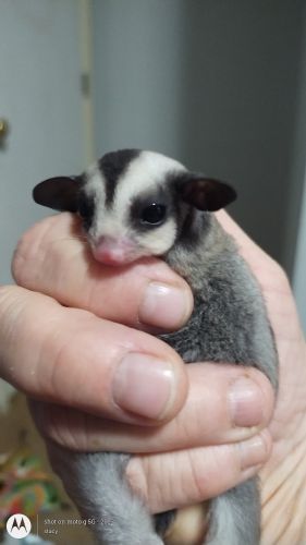 Looking 4 their forever home