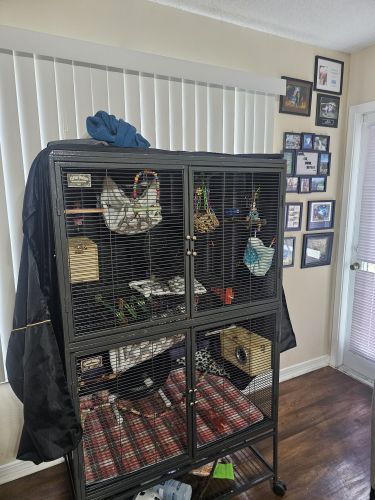 Sugar gliders w/cage and all accessories