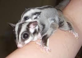 Male and female sugar glider for sale