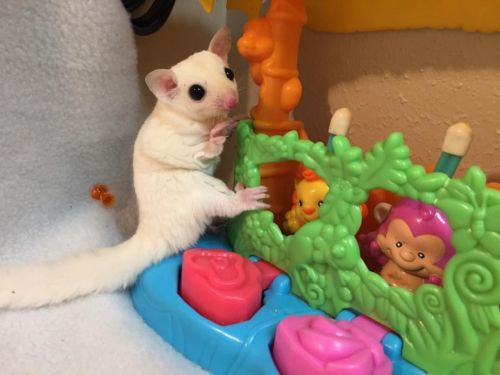 Beautiful Sugar Gliders - Please Contact