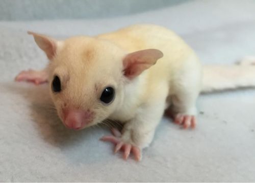 Breeding pair of sugar gliders for sale