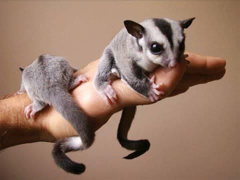 Sweet Sugar Gliders For Adoption