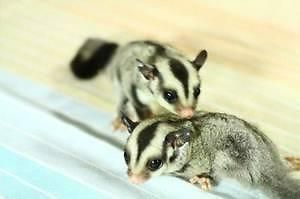 Sugar Gliders For Sale With Cage And Accessories