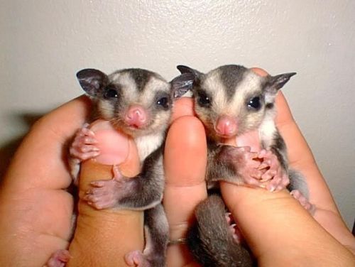 female and male sugarglider