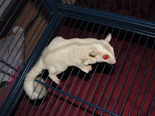 Sugar Gliders for sale