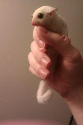 Standard gray breeding pair sugar gliders