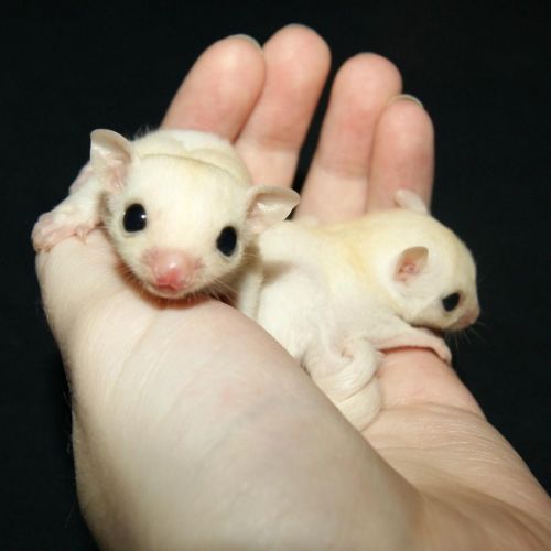 Sugar Glider 2 white face twin girls