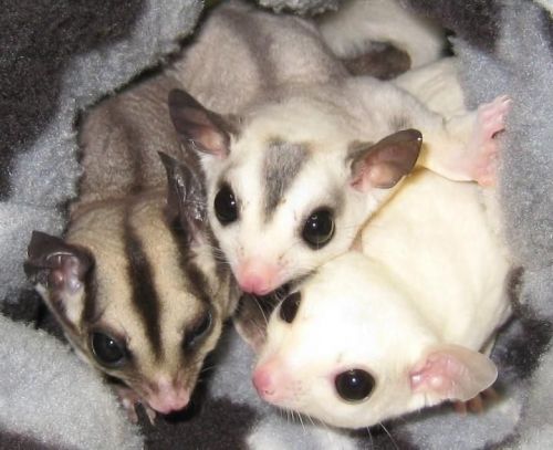 4 Sugar Gliders For Sale