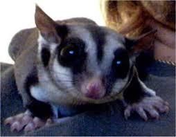 Male And Female Sugar Gliders
