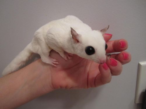 Minimal Marked Mosaic Female 100% Leu Het