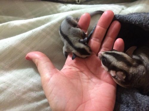 2 male sugar gliders for sale