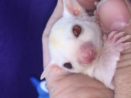 awesome sugar gliders for loving homes