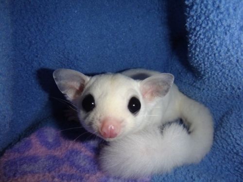 100% Health certfified Sugar Gliders available