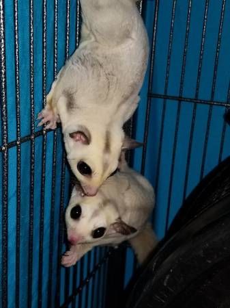 beautiful sugar gliders for sale