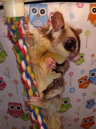Two Awesome T-Cup sugar glider ***
