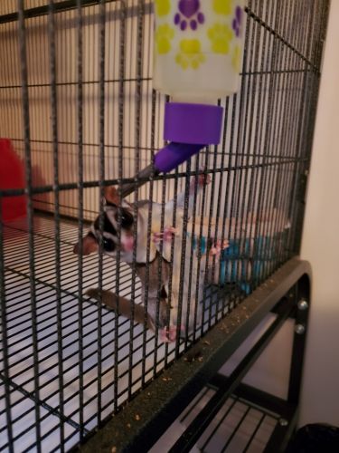 Sugar Glider and Cage/Accessories