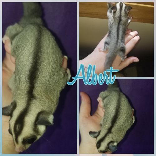 Male Sugar Glider Joey - Neutered