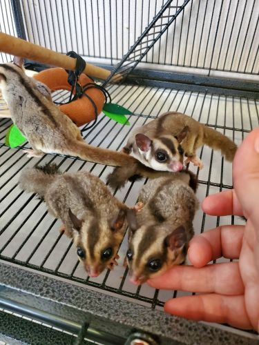 Mating pair of sugar gliders and 2 joeys