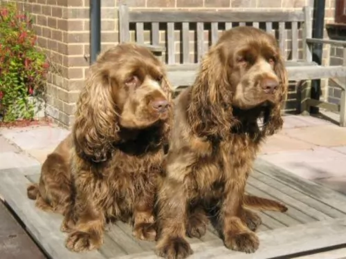 sussex spaniel dogs - caring