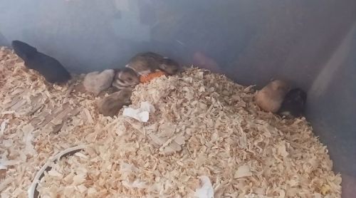 $15 Hamsters! Hillsboro MO