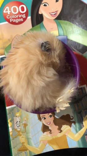 Hamster looking for a new home