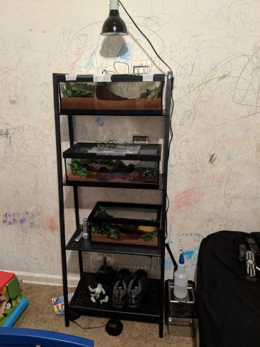 Small Arachnid Collection