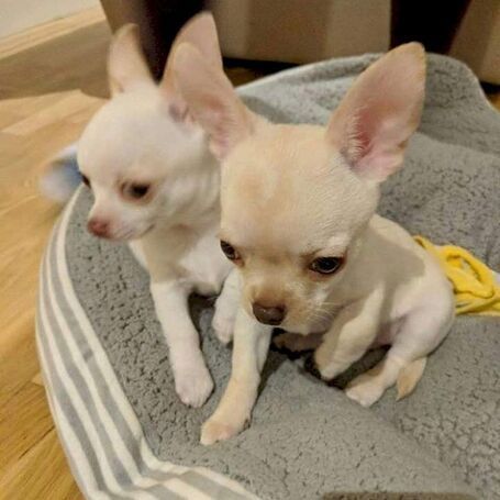 Chihuahua Puppies