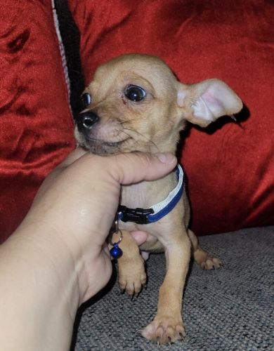 Miniature Chihuahua