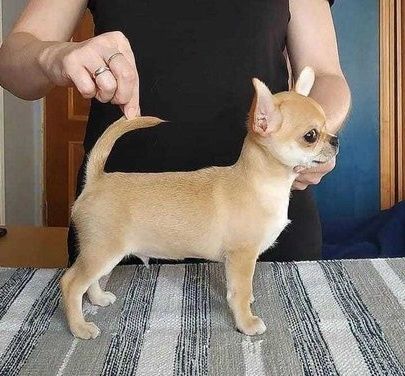 Lovely Tcup Chihuahua Puppies