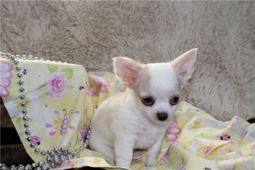 Cute Tcup Chihuahua Puppies