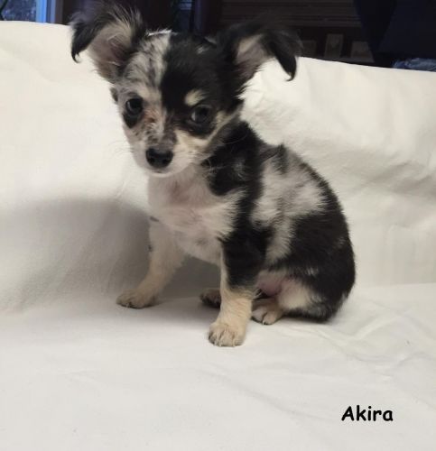 Handicap Seeking Tea Cup Puppy