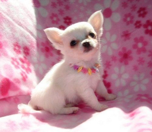 adorable chihuahua puppies for adoption