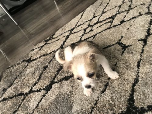Chihuahua mix with terrier